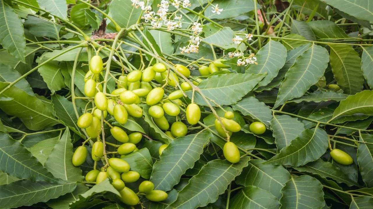 Olio di Neem, un pesticida sicuro, un repellente naturale e un ottimo rimedio per la pelle