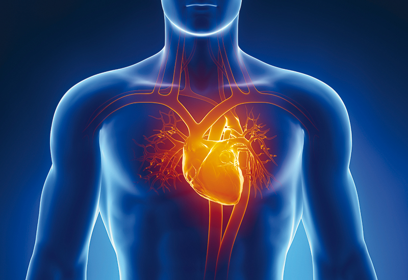 Realizzato dalla ricerca trentina un modello di aorta in 3D