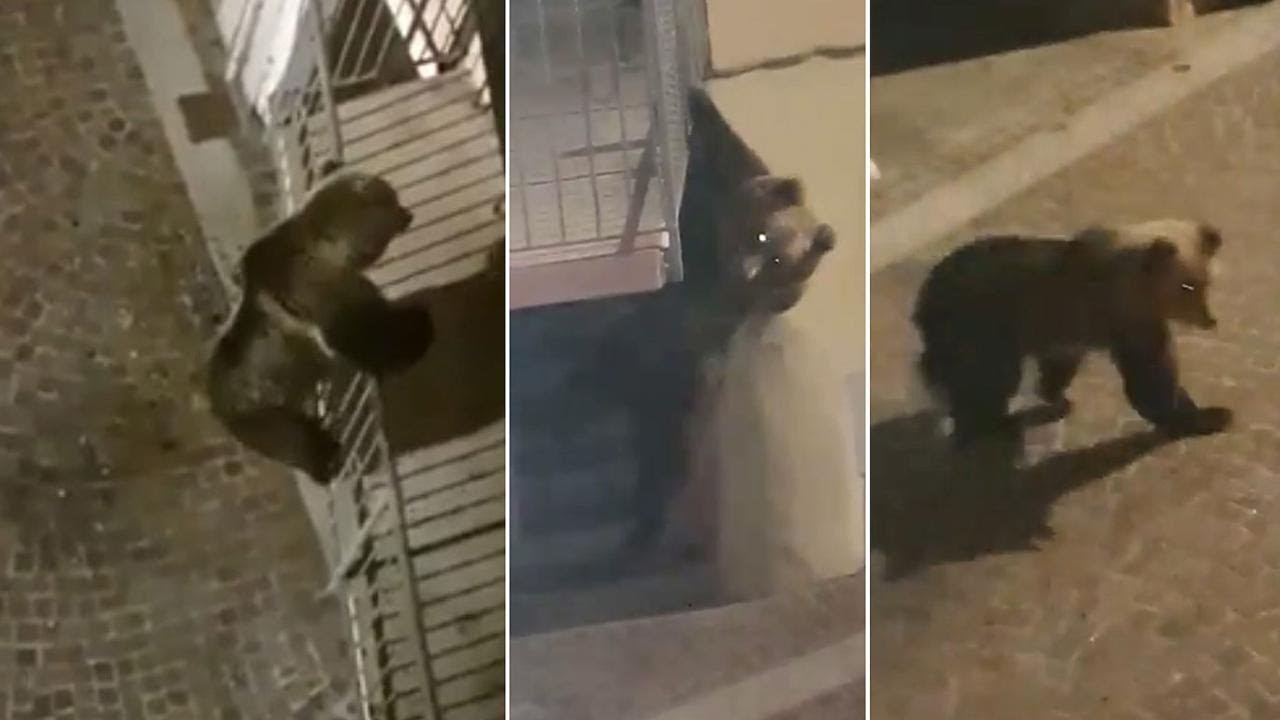 Orso sul balcone al primo piano a Frosinone