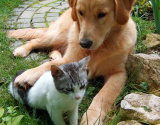 Laerru, avvelenava i cani: giudice lo condanna a un anno