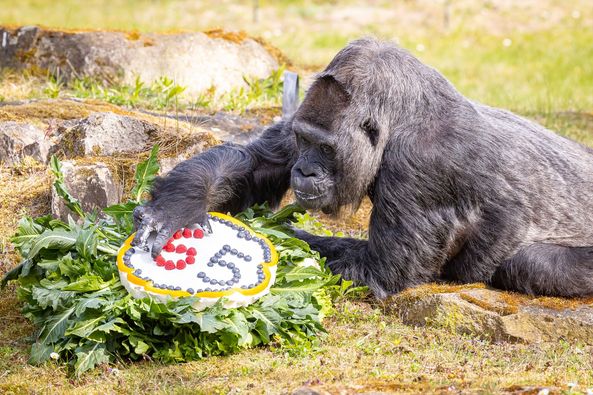 Compie 65 anni, il gorilla più vecchio del mondo