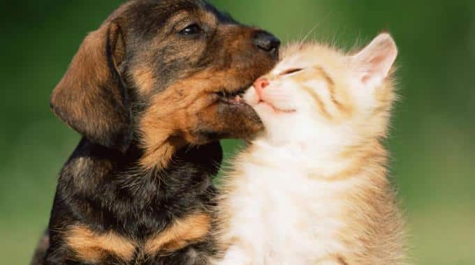 Villasimius salvare e curare i gatti con fondi tassa soggiorno
