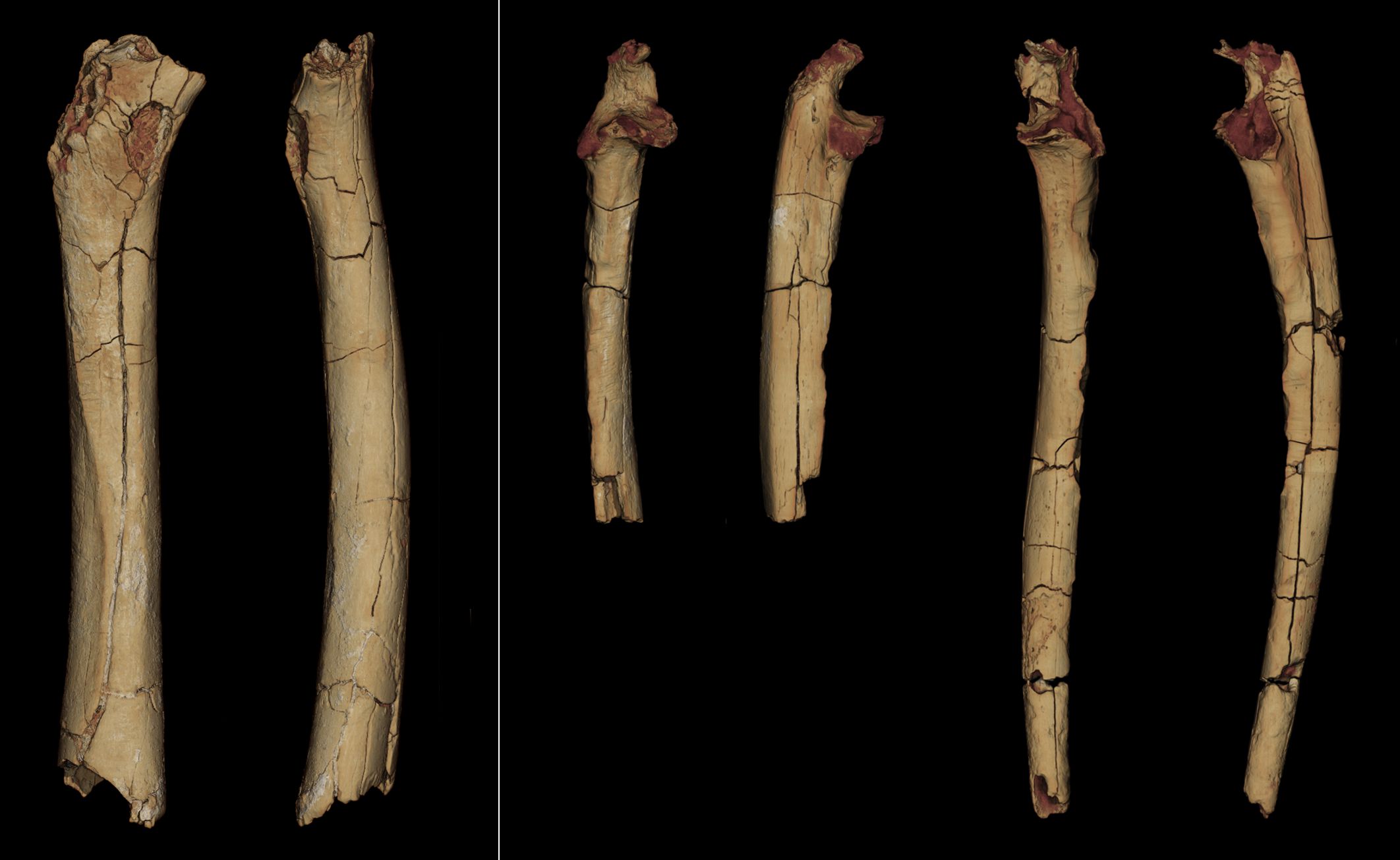 Ominide camminava su due gambe già 7 milioni anni fa