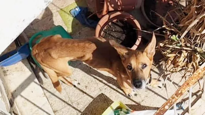 Roma, lascia il suo amico a 4 zampe a morire sul balcone: i vicini lo nutrono e salvano