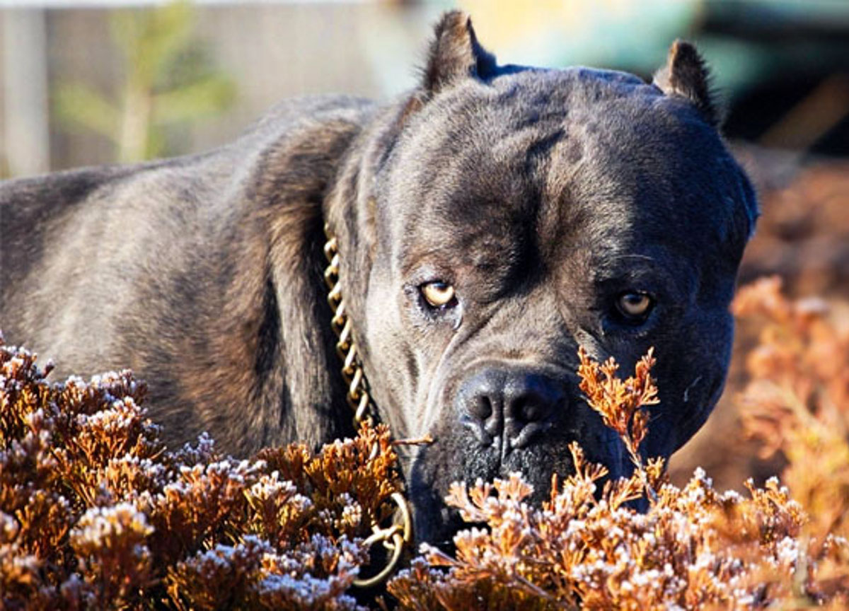 Siracusa, uomo sbranato da tre cani mentre consegnava un pacco: maxirisarcimento dal padrone degli animali