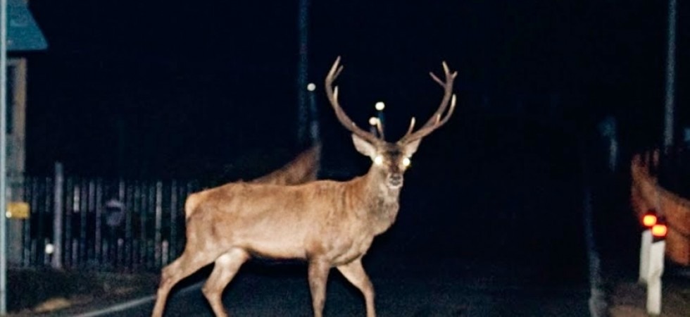Fuori strada per evitare un cervo. Morto giovane alla guida