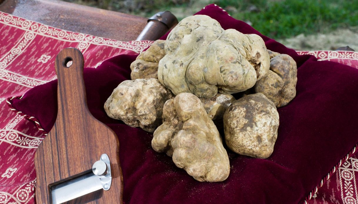 Tartufo bianco, un’asta mondiale da record: va a Hong Kong un lotto da 184mila euro