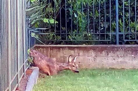 Un Capriolo incastrato tra inferriate, liberato dai Vigili del Fuoco