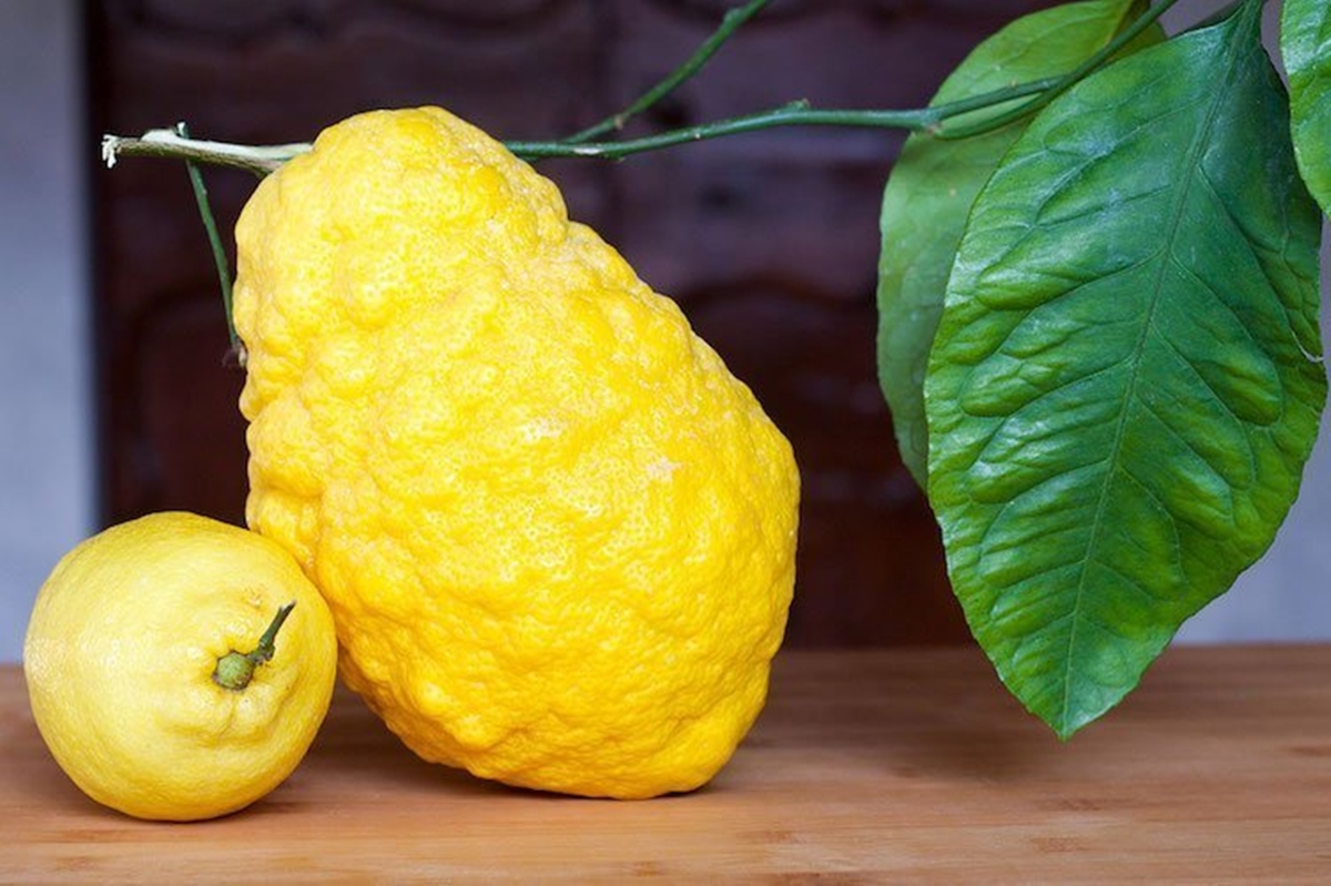Cedro di Santa Maria del Cedro conquista il marchio Dop, iscritto nel registro Ue