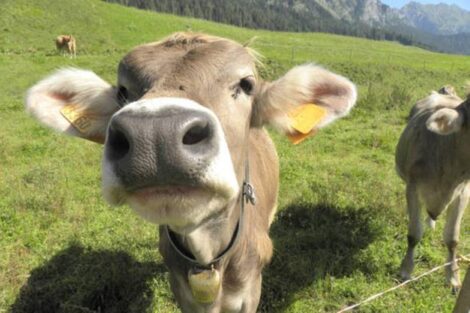 Mucche aggrediscono turisti sull’Alpe di Siusi: due escursionisti rimasti feriti