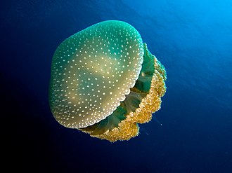 Golfo di Olbia, allarme Phyllorhiza punctuata, medusa aliena di grosse dimensioni