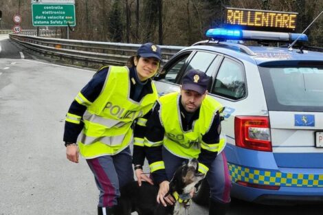 Cane scappa da casa e finisce in A7, salvato dalla Polstrada