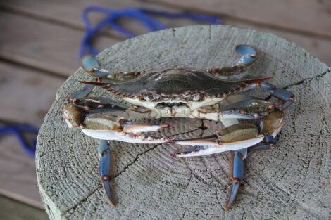 Granchio blu, arrivano o primi stop alla pesca delle vongole