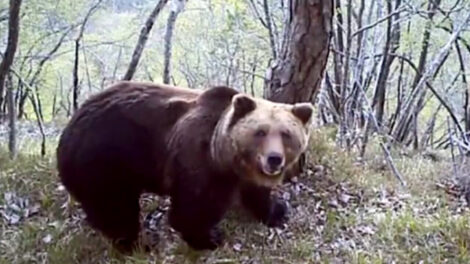 Trentino: abbattuto l’orso M90, ritenuto pericoloso