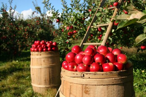 Da Cia arriva una proposta di legge per dare più valore all’agricoltura