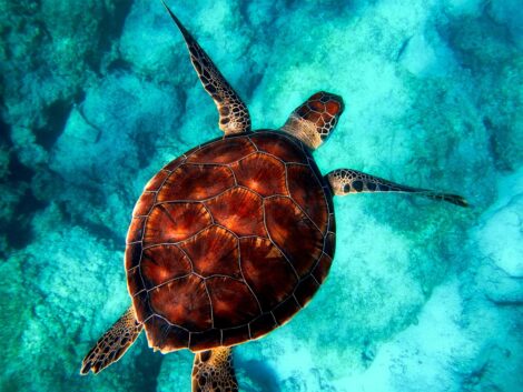 Zanzibar, mangiano carne di tartaruga marina: morti otto bimbi e una donna