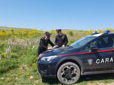 Parco Nazionale Alta Murgia “Truffa dei pascoli” ai danni dell’Ue, carabinieri forestali sequestrano 400 mila euro