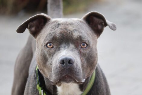 Bimbo di 15 mesi ucciso da due pitbull nel Salernitano