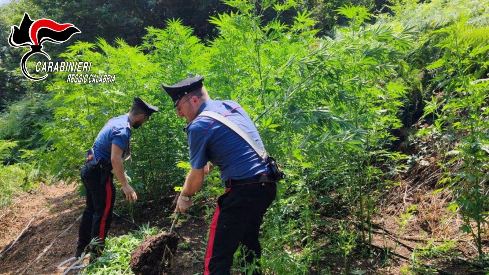 Carabinieri: scoperta e distrutta un’altra piantagione di marijuana. La quinta in pochi giorni