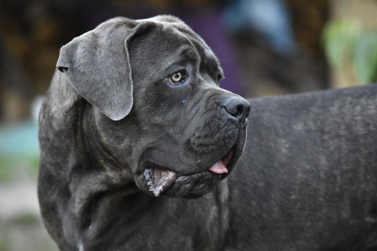 Palermo, anziano trovato morto a Bagheria: si teme sia stato sbranato dai suoi cani