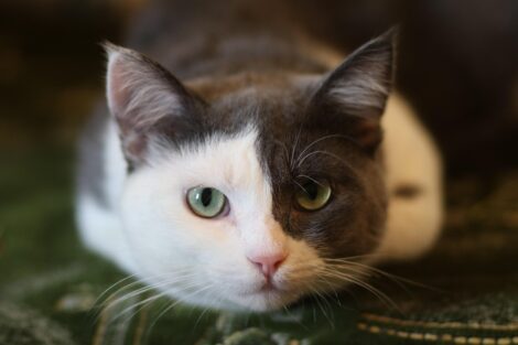 Cani e gatti possono viaggiare in aereo insieme a noi: cose dicono le nuove regole
